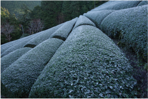 「降霜の茶畑」