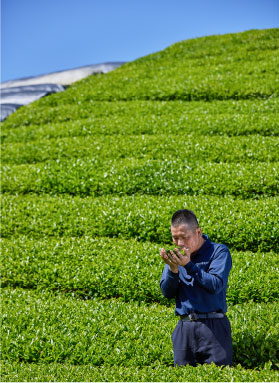 有機栽培の取り組み（こだわり）