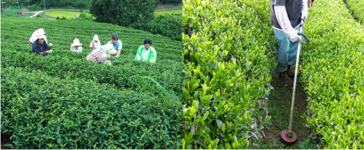 除草作業